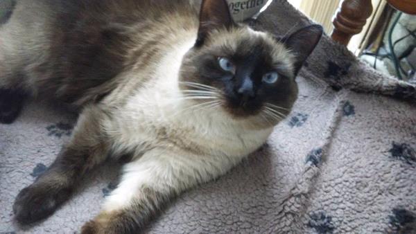 /images/uploads/griffin pond animal shelter/loveyourpet2018/entries/6589thumb.jpg